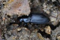 Anisodactylus binotatus