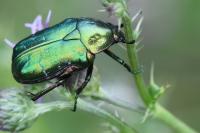 Cetonia aurata