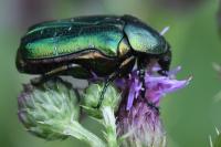 Cetonia aurata