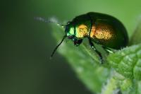 Chrysolina graminis