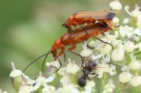 Rhagonycha fulva