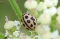 Tytthaspis sedecimpunctata