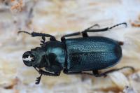 Platycerus caraboides