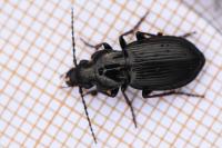 Pterostichus oblongopunctatus