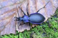 Carabus problematicus