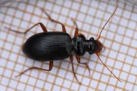 Leistus rufomarginatus