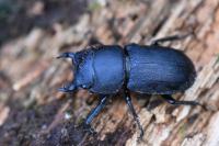 Dorcus parallelipipedus