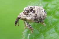 Cionus alauda
