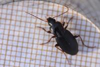 Platyderus depressus