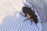 Poecilus cupreus