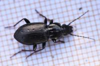 Pterostichus oblongopunctatus