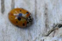 Adalia decempunctata