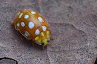 Halyzia sedecimguttata