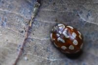 Myrrha octodecimguttata