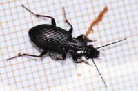 Pterostichus oblongopunctatus