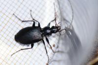 Platynus assimilis