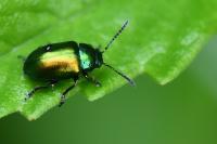 Gastrophysa viridula