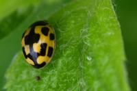 Propylea quatuordecimpunctata