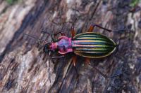 Carabus auronitens