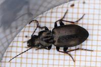 Pterostichus oblongopunctatus
