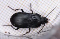Abax ovalis