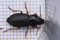 Anisodactylus binotatus
