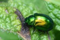 Chrysolina graminis