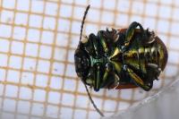 Chrysolina polita