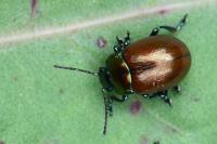 Chrysolina polita