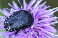 Oxythyrea funesta