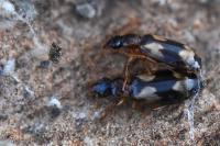 Calodromius bifasciatus