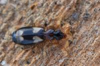 Calodromius bifasciatus