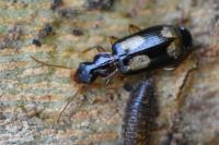 Dromius quadrimaculatus