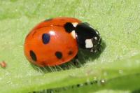 Coccinella septempunctata