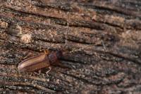 Uleiota planatus