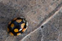 Adalia decempunctata
