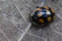 Adalia decempunctata