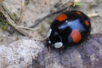 Harmonia axyridis