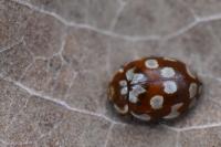 Myrrha octodecimguttata