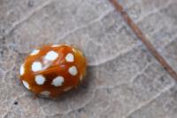 Vibidia duodecimguttata