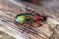 Carabus auronitens
