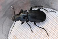 Abax parallelepipedus