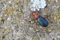 Brachinus crepitans