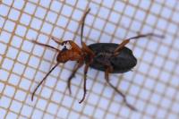 Brachinus crepitans