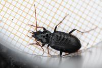 Nebria salina
