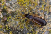 Paradromius linearis