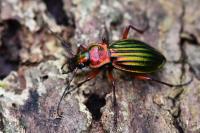 Carabus auronitens