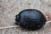 Cychrus attenuatus