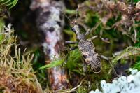 Rhagium mordax