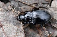 Abax ovalis